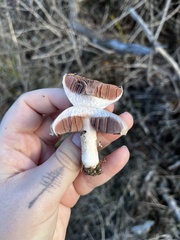 Agaricus incultorum