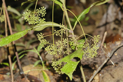 Psychotria