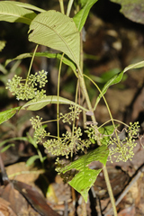 Psychotria