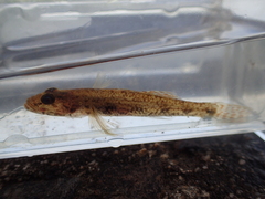 Glossogobius