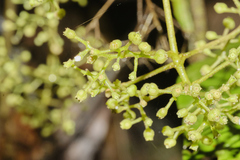 Psychotria