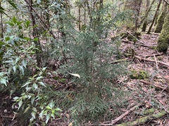 Lagarostrobos franklinii