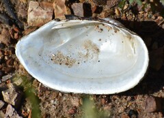 Unionidae