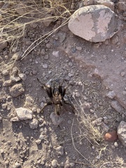 Theraphosinae