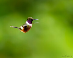 Philodice mitchellii