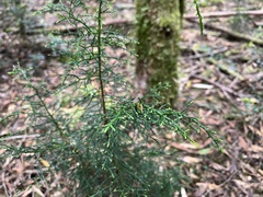 Lagarostrobos franklinii