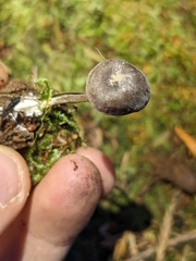 Rhodocybe