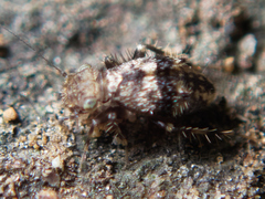 Pteroxanium kelloggi