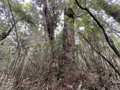 Lagarostrobos franklinii