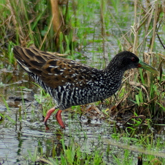 Pardirallus maculatus