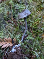 Rhodocybe