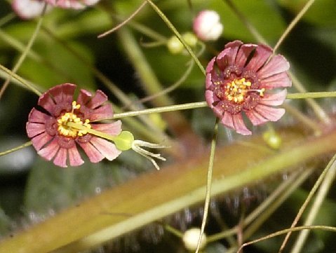 Euphorbia dioscoreoides ssp. dioscoreoides