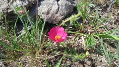 Portulaca