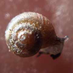Paralaoma servilis