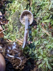 Rhodocybe