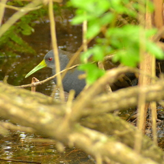 Pardirallus nigricans