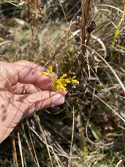 Solidago uliginosa