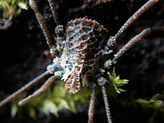 Ortholasma rugosum