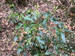 Phyllocladus aspleniifolius
