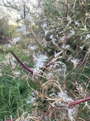 Epilobium brachycarpum