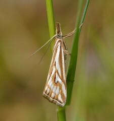 Hednota pleniferellus