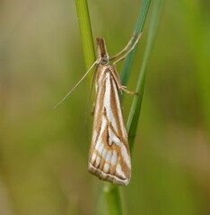Hednota pleniferellus