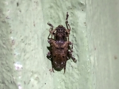 Aegomorphus cylindricus