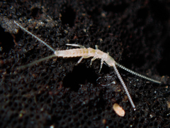 Diplura