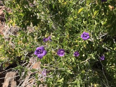 Ruellia californica