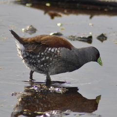 Porphyriops melanops