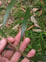 Acacia maidenii