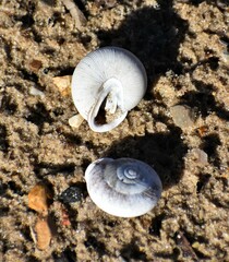 Inflectarius inflectus