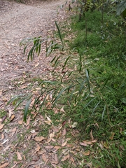 Acacia maidenii