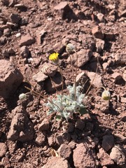 Trichoptilium incisum