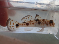 Yongeichthys nebulosus