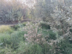 Epilobium brachycarpum