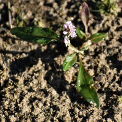 Persicaria pensylvanica
