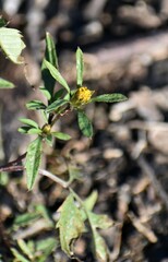 Bidens frondosa