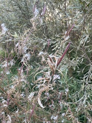 Epilobium brachycarpum