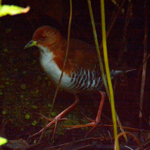 Red-and-white Crake (Rufirallus leucopyrrhus), photo 3