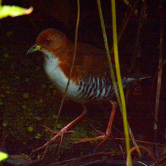 Laterallus leucopyrrhus