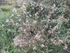 Epilobium brachycarpum