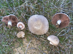 Agaricus incultorum