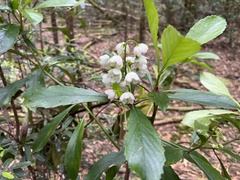 Anopterus glandulosus