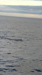 Balaenoptera acutorostrata