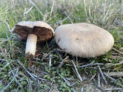 Agaricus incultorum