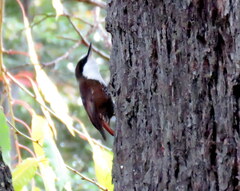 Pygarrhichas albogularis