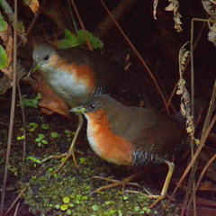 Laterallus melanophaius