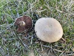 Agaricus incultorum