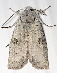 Lithophane viridipallens